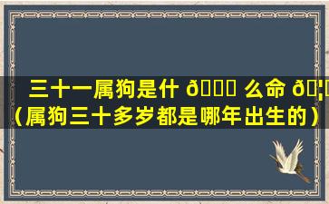 三十一属狗是什 🐅 么命 🦍 （属狗三十多岁都是哪年出生的）